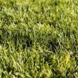 natural grass close up