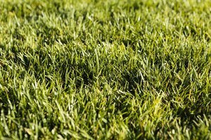 natural grass close up