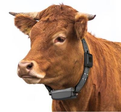 LoRaWAN GPS Cattle Collar